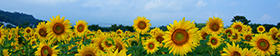 Latest News of the NPO Sunflower International Tourism Association