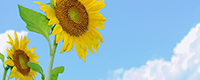 How to join the NPO Sunflower International Exchange